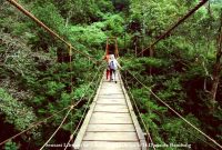 Sensasi Liburan ke Taman Hutan Raya Ir H Djuanda Bandung