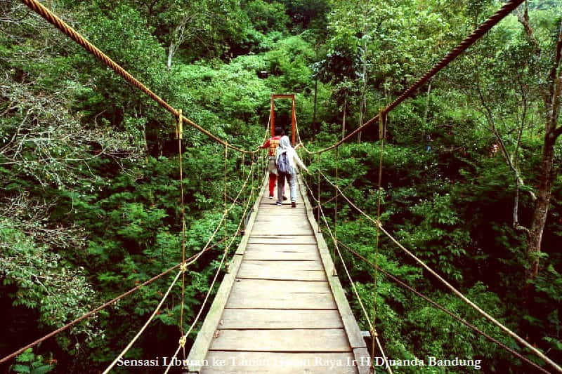 Sensasi Liburan ke Taman Hutan Raya Ir H Djuanda Bandung