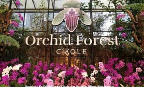 Berwisata Ke Orchid Forest Cikole dan Rasakan Pilihan Aktivitasnya Berwisata Ke Orchid Forest Cikole dan Rasakan Pilihan Aktivitasnya