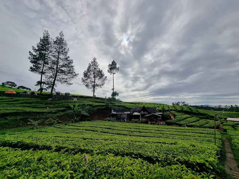 Kebun Teh Riung Gunung Pangalengan, Wisata Alam dengan Sky Walk dan Camping