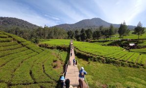 Kebun Teh Riung Gunung Pangalengan, Wisata Alam dengan Sky Walk dan Camping Kebun Teh Riung Gunung Pangalengan, Wisata Alam dengan Sky Walk dan Camping